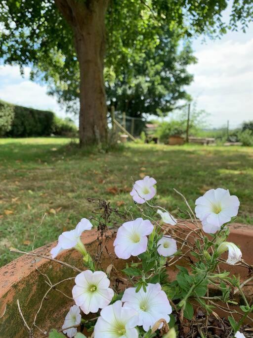 Cottage Chaleureux Au Coeur Des Monts De Flandres Saint-Jans-Cappel Екстериор снимка